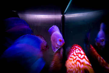Fische im Aquarium