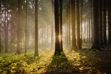 Obraz premium Sonnenschein im Wald
