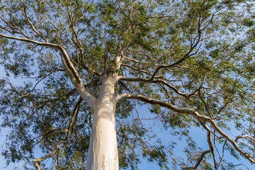 Eucalyptus tree