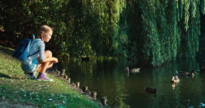 Preteen girl feeds ducks on a pond in sunset feeding ducks at the sunset
