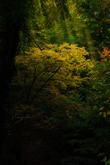Dark and mysterious forest, with yellow and green tree tops, autumn feel