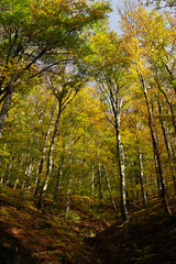 Tall trees in mountain forest on a sunny autumn day
