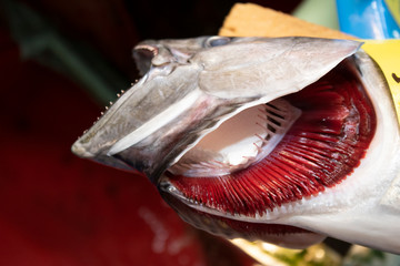 Fish gill close-up. Salmon with open mouth. - obrazy, fototapety, plakaty