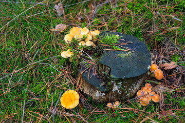 Yellow mushrooms growing on tree trunk and forest mulch in autumn in forest.