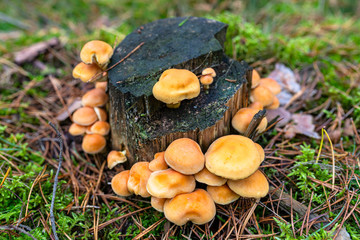 Yellow mushrooms growing on tree trunk and forest mulch in autumn in forest.
