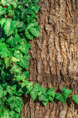 natural foliage background against the background of the bark of the tree