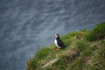Puffin looking to the ocean on top of the cliff