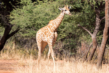 Young giraffe walking through the steppe, Namibia, Africa