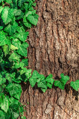 natural foliage background against the background of the bark of the tree