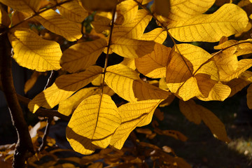  Walnut tree branch. Yellow Autumn Leaves in November
