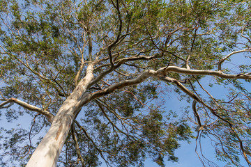 Low angle view of eucalyptus tree