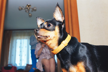 Little black chihuahua dog passes when the mistress do a hairstyle