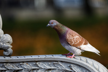 pigeon in the city. pigeon on a beautiful fence