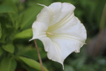 closeup of a white flower