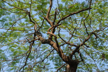 Looking up on the tree.