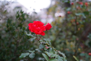 フランスのバラ