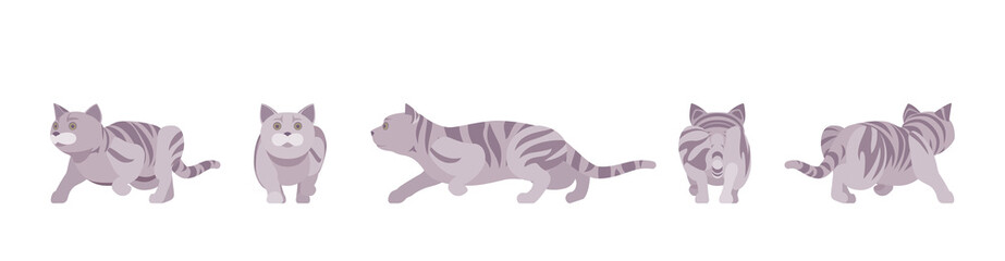 Grey striped Cat sneaking. Active healthy kitten with mackerel tabby colored fur, cute funny pet, playful companion. Vector flat style cartoon illustration isolated on white background, different view