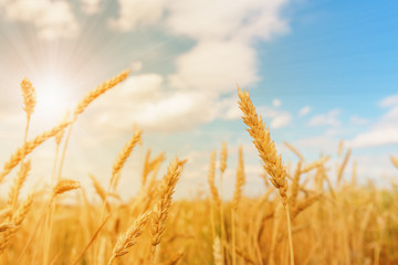 Fototapeta premium Wheat ears and cloudy sky with sun