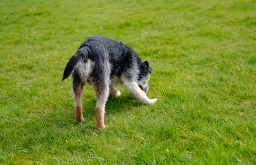 Senior terrier dog seen sniffing the ground in a park.