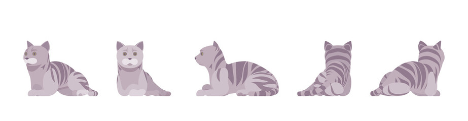 Grey striped Cat lying. Active healthy kitten with mackerel tabby colored fur, cute funny pet, playful companion. Vector flat style cartoon illustration isolated on white background and different view