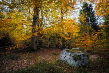 Falling leaves in the autumn forest. Indian summer colours in the morning.