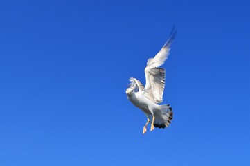 BUSYBODY SEAGULL