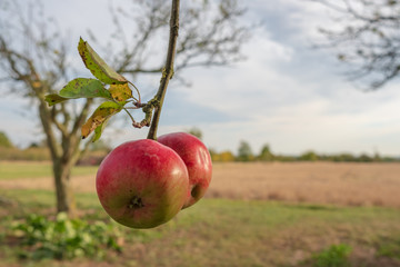 Pair of ripe apples seen at the edge of an English apple orchard during autumn. A distant, out of focus wheat field can be seen in this rural location.