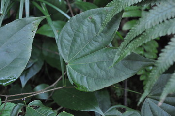 leaf in nature