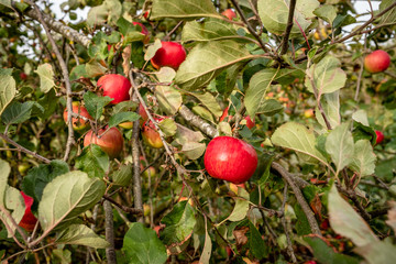 Pair of ripe apples seen at the edge of an English apple orchard during autumn. A distant, out of focus wheat field can be seen in this rural location.