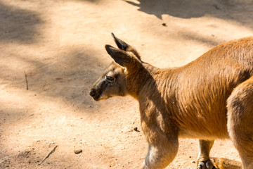 Kangaroo looking for food  in a zoo, a leaping mammal of Australia and nearby islands that feeds on plants