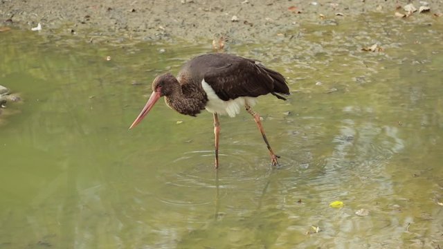a rare black stork looking for prey