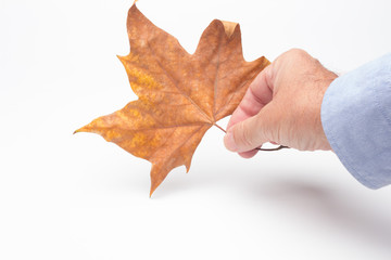 Hoja seca, otoñal en la mano de una persona adulta, sobre fondo blanco
