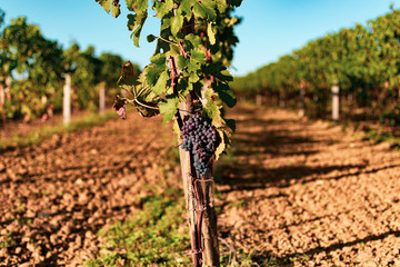 Grappe de raisin en automne