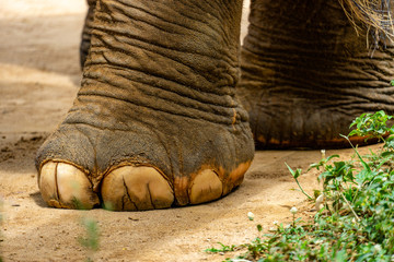 Elefant Koh Saumui Thailand