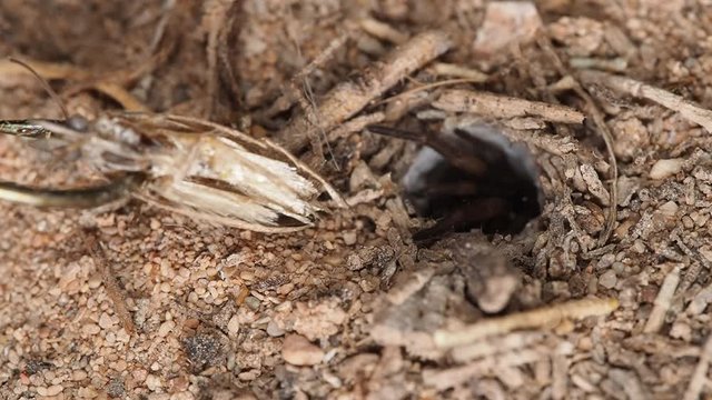 Venomous burrowing funnel web spider attacks moth. Macro locked off