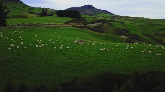 Aerial view: Flight over flock of sheep grazing in New Zealands rural hillside with mountain ridge in background