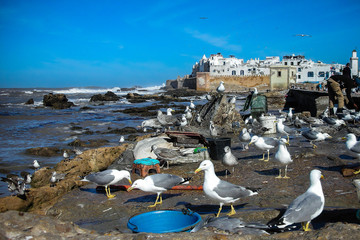 The bay at Essaouira Morocco is partially sheltered by the island of Mogador, making it a peaceful harbor protected against strong marine winds.