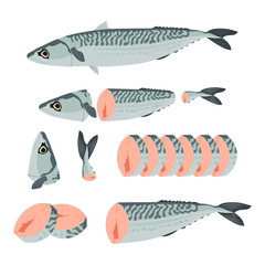 Whole, fillet and sliced mackerel. Vector illustration with sea fish in cartoon style. Steak and pieces of ocean fish isolated on white background.