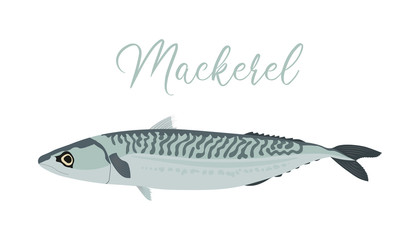 Mackerel isolated on white background. Vector illustration of fresh fish in a simple flat style.