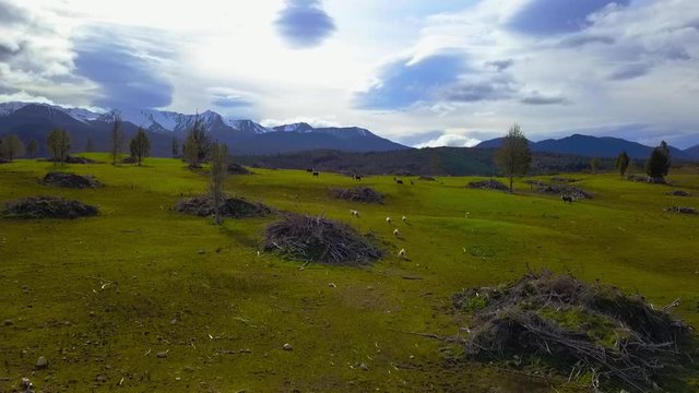 Aerial view: Flight over flock of sheep and cattle grazing in New Zealands rural hillside with mountain ridge in background