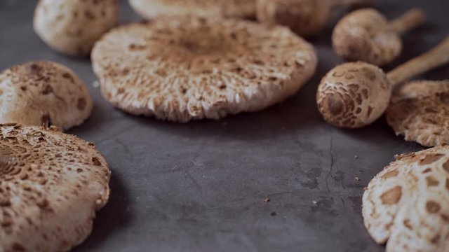 Picking fresh mushrooms Macrolepiota procera from the table, slide, close up
