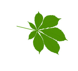 Chestnut leaves - simple illustration computer designed.
