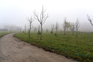 Photo of autumnal nature in the fog. Cloudy weather, boring mood.