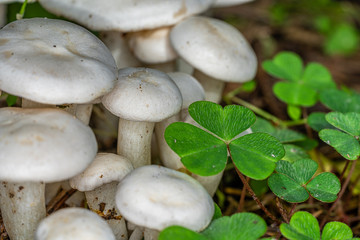 Pilze und Klee im Wald