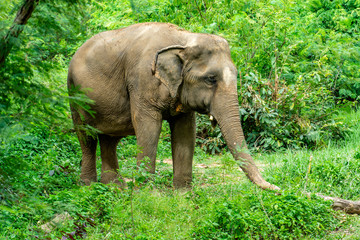 Fototapeta na wymiar Elefant Koh Saumui Thailand