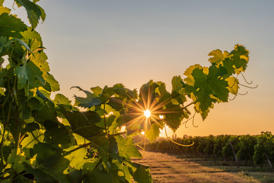 L'&eacute;t&eacute; dans le vignoble bordelais