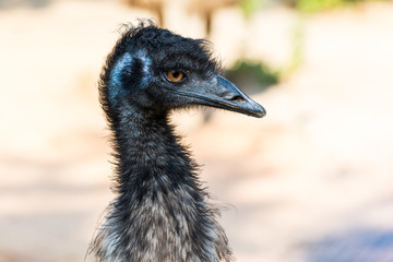 Head of an emu (Dromaius novaehollandiae),  the second-largest living bird by height, after its ratite relative, the ostrich.