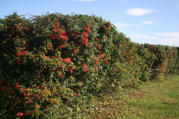 Fototapeta na wymiar Pyracantha hedge with a bunch of red berries on branches . Firethorn in the garden on autumn against blue sky