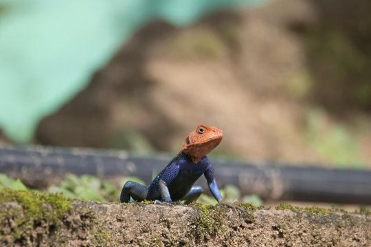 Red-headed rock Agama, or rainbow agama lizard (Agama agama)
