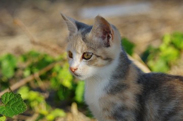 見つめる子猫